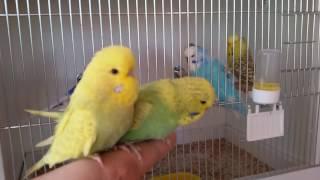 выставочные волнистые попугайчики малыши budgerigar.