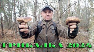 БІЛЯКИ В ЛИСТОПАДІ. 15.11.2024Р. ПОХІД ДО ЛІСУ, КОШИК ЗЕЛЕНЦЬ, ПІДЗЕЛЕНКІВ...