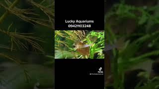 #luckyaquarium.mm