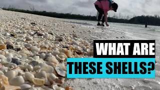 ​​Looking for shells and identifying them all! Beachcombing Southwest Florida.