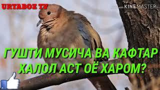 ГУШТИ МУСИЧА ВА КАФТАР  ХАЛОЛ АСТ ОЁ ХАРОМ?