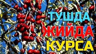 Тушда Жийда курса - Tushda Jiyda ko'rsa