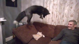 Fox Pouncing (Enriching Natural Behaviours)