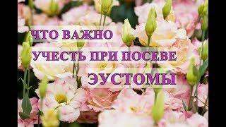 Что Важно Учесть При Посеве Эустомы, Чтобы Не Потерять Семена.