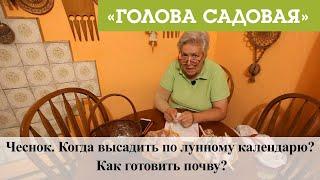 Голова садовая - Чеснок. Когда высадить по лунному календарю? Как готовить почву?