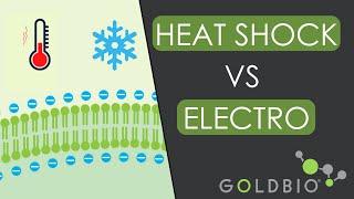 Tips for Choosing Between Chemical Transformation  and Electroporation