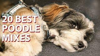  Top 20 - Cutest Poodle Mix Breeds 