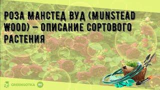 Роза Манстед Вуд (Munstead Wood) — описание сортового растения