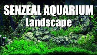 Aquarium Landscape | 75-Day Observation Diary - from senzeal.com