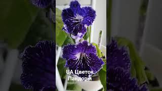 UA Цветок Пандоры