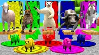 Buffalo Sheep Polar Bear Husky Lion Guess The Right Key ESCAPE ROOM CHALLENGE Animals Cage Game