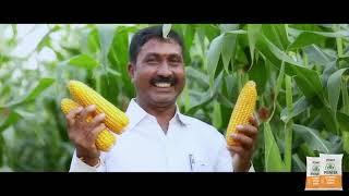 Pioneer Hybrid Corn Seed | Pioneer P3401 bumper Hindi