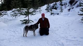 Great New Beginnings - Teeko - Norwegian Elkhound