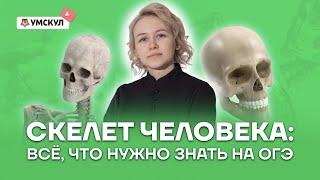 Скелет человека: всё, что нужно знать на ОГЭ | Биология ОГЭ 2022 | Умскул