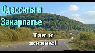 Садовый центр "Квіти Закарпаття" неприятно удивил ценами. Выбираем чугунную печь. Грибное изобилие.