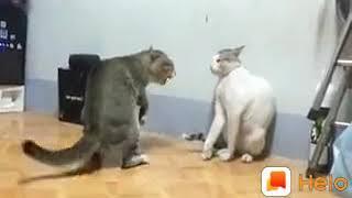 Танцы котов :)