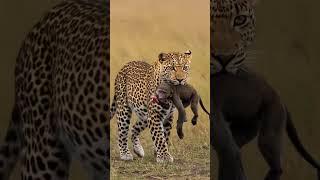 Pity baby monkey #pity #cute #love #baby #monkey #viralvideo