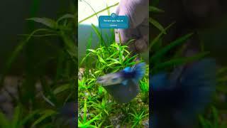 Tanaman Aquatic Stargrass #aquatic #aquaticplant #aquascape