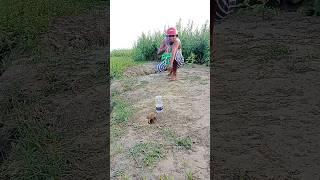 Farmer's Rat Hunting 90 #shortsfeed #rattrap #hunt #survival #farming #viralvideo