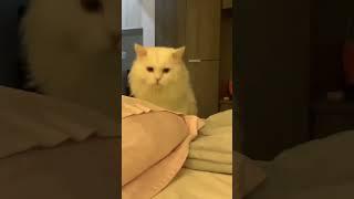 Ma-AH means "come here" in cat language#cat #funny #cats #for #foryou #fyp #foryoupage  #cute