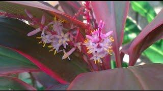 #КОРДИЛИНА #Cordyline Цветение и размножение. Ложная пальма. #Доминикана.