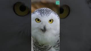 How can an owl see at night? #shortvideo #shortsvideo #shorts #short