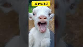 Tag Priya  #funny #youtube #short #priya @Thezoo_show