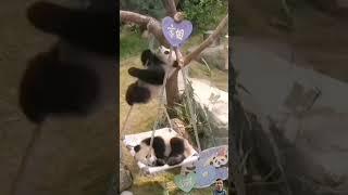 The peaceful sleep of a panda 판다의 평화로운 잠 #cute #panda #funny #animals