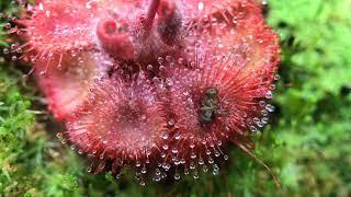 Fastest Carnivorous Sundew Plant Macro Time Lapse (Drosera Burmannii)