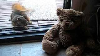 squirrel scared of toy bear