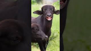 /pani lao re  /buffalo sound /pani lao /bhilai wala /bhilai video /pani lao re video /cow videos /