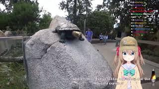 Toma shows Neuro-Sama Vedal IRL (turtle statue)