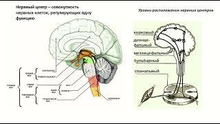 Физиология нервной системы.  Нервные центры.