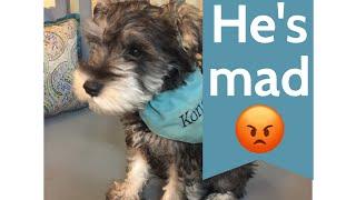 Cutest miniature schnauzer is so upset & talks