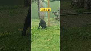  #gorilla