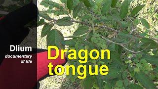 Dragon tongue (Phyllodium elegans)