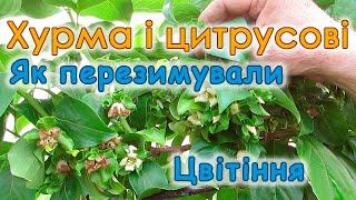 Хурма і цитрусові на Київщині! Як перезимували, цвітіння