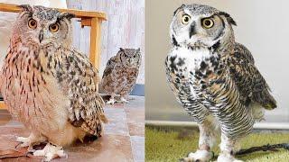 OWL BIRDS- A Funny Owls And Cute Owls Videos Compilation (2021) #005 || Funny Pets Life