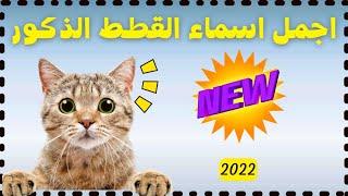 اسماء قطط ذكور ومعانيها | اسماء جديدة 