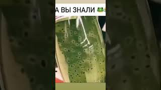 Лягушкин сын.  #shorts