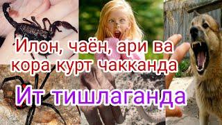 Хашорат чакканда, кутурган ит тишлаганда_ Xashorat chaqqanda, quturgan it tishlaganda.