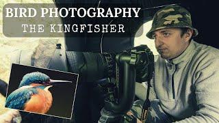 BIRD PHOTOGRAPHY - The Kingfisher | LOODUSFOTOGRAAFIA - Jäälind