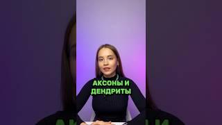 Как отличить аксон и дендрит?! #parta #биология #биологияогэ #огэ #огэ2024 #подготовкакогэ