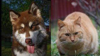 CATS AND DOGS FUNNY CUTE VIDEOS 237