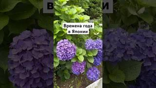 4 времени года Японии