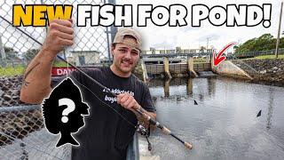 RESCUING FISH from SALTWATER SPILLWAY for My POND!!