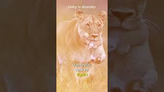 Why Do LIONS Grip Their Cubs by the Neck?