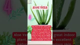 Best Indoor Plants for Beginners #indoorplants #plants  #motivationlab #green #garden 🪴