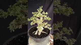 Bonsai Ligustrum Variegated 18.136