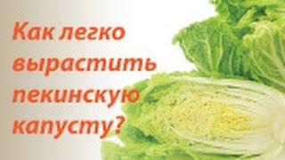 Как вырастить пекинскую капусту?